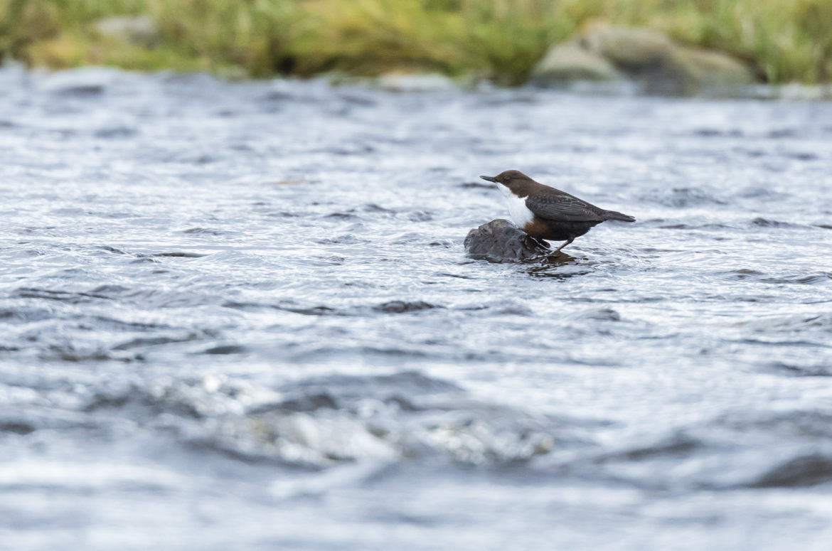 Dipper perched on a rock in the middle of a river