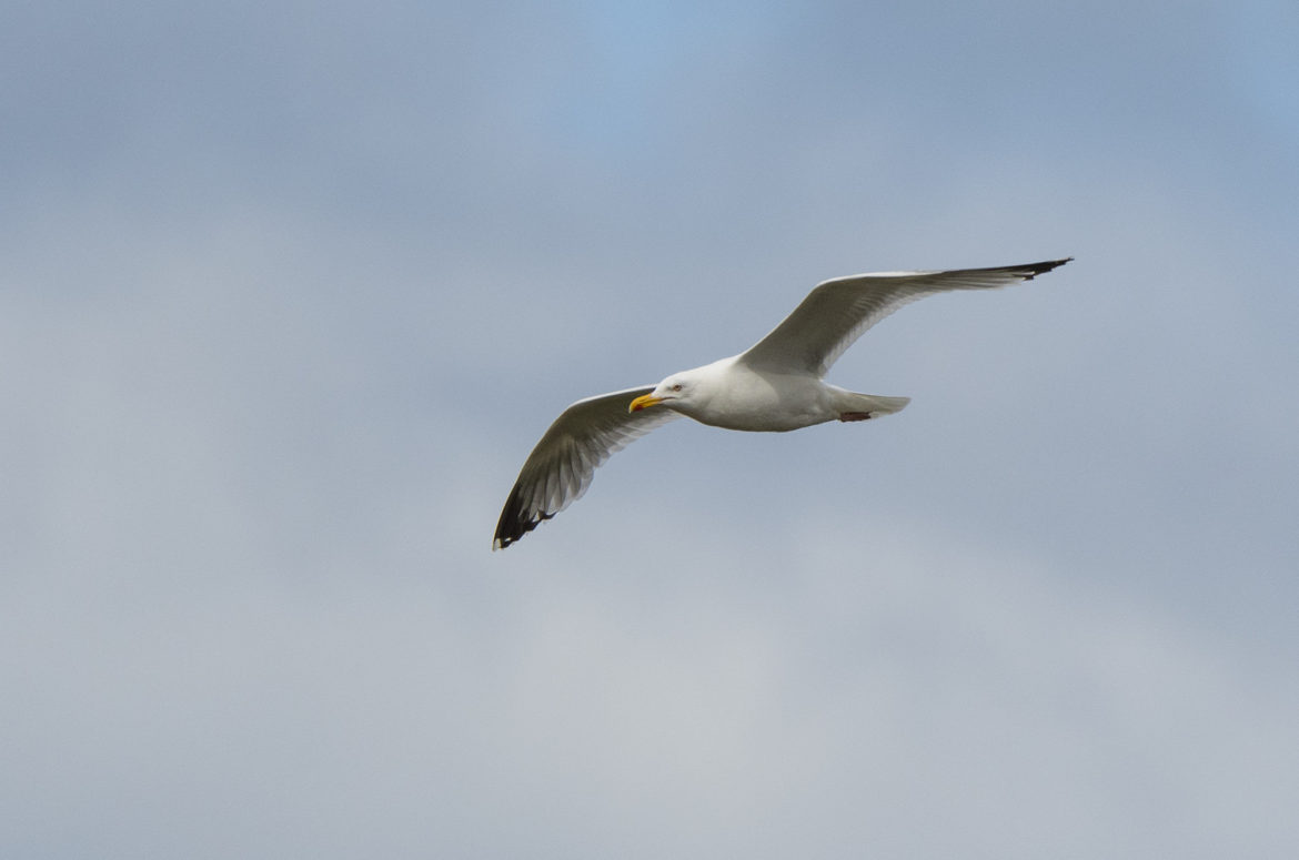 Photo of a herring gull in flight