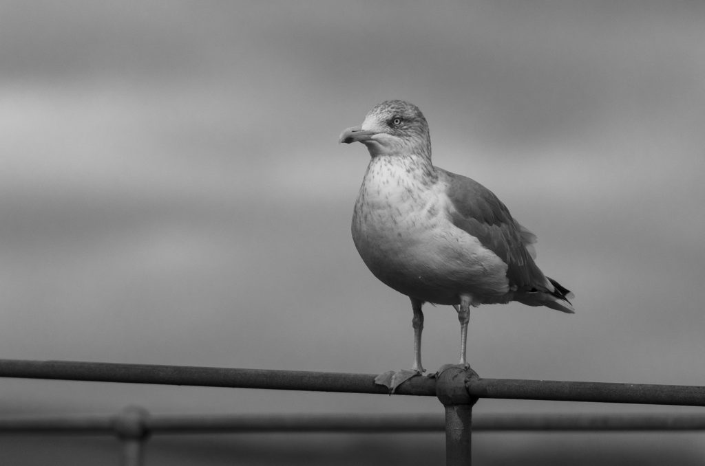 Black and white photo of a herring gull perched on railings