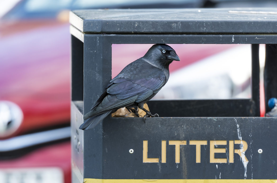Jackdaw perched on opening of litter bin
