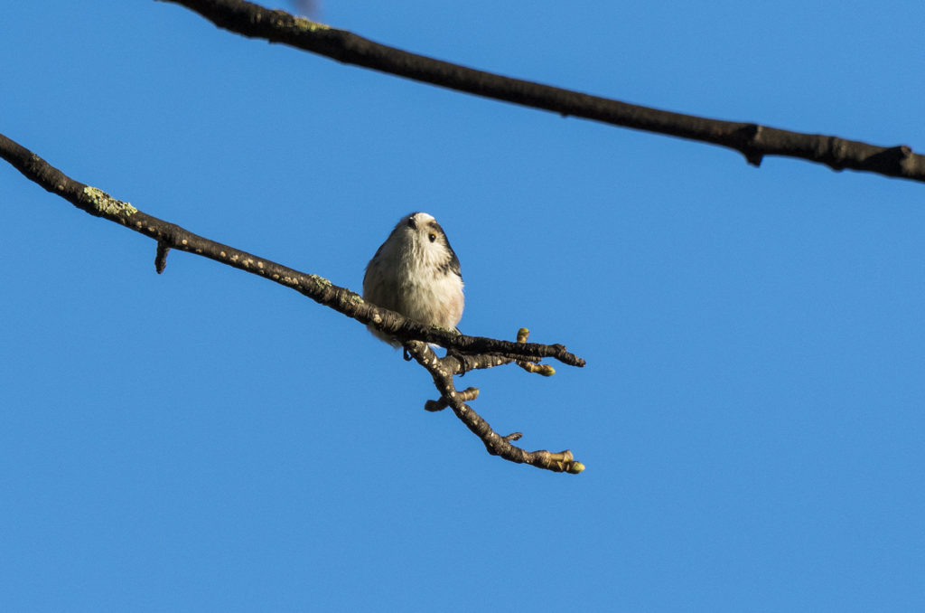 Long-tailed tit perched on branch