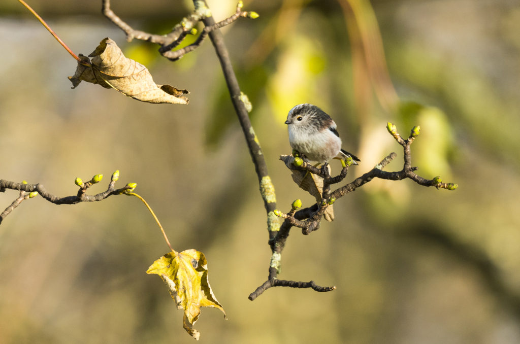 Long-tailed tit perched on branch