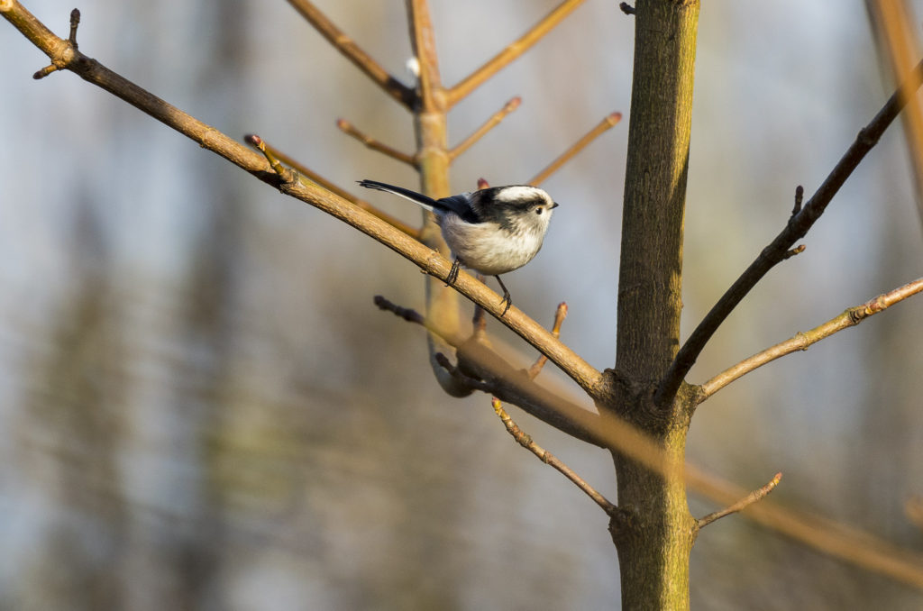 Long-tailed tit perched on branch