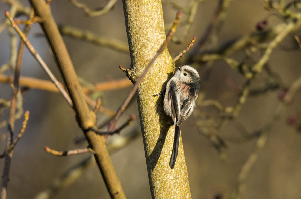 Long-tailed tit perched on tree trunk