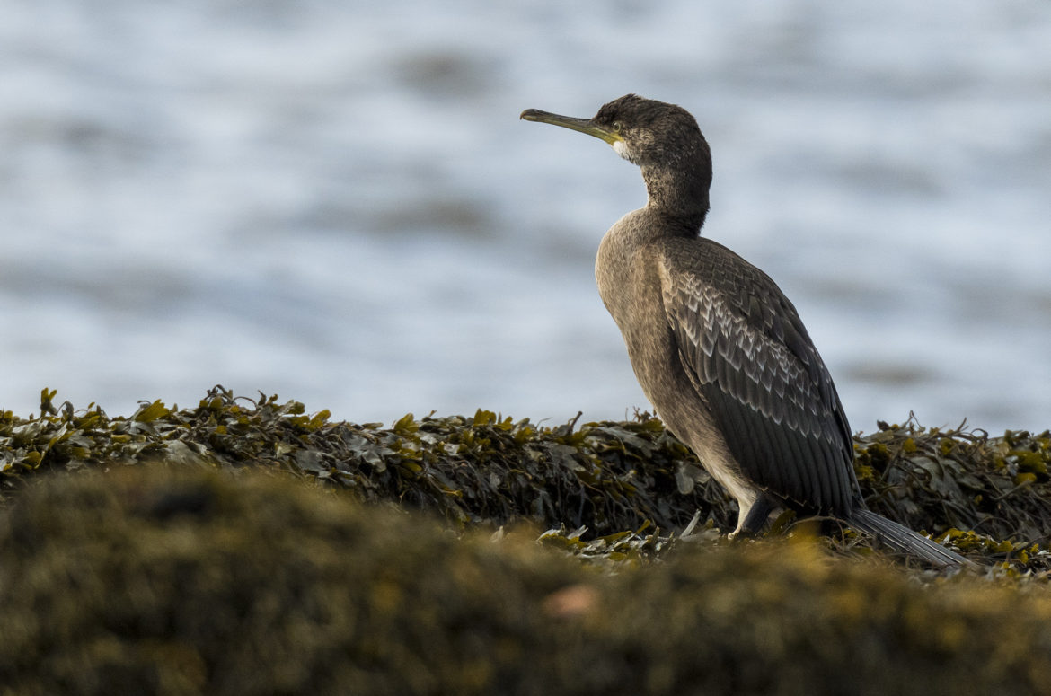 Juvenile shag standing on rocks covered in seaweed