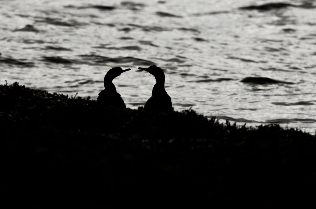 Black and white photo of a pair of shags