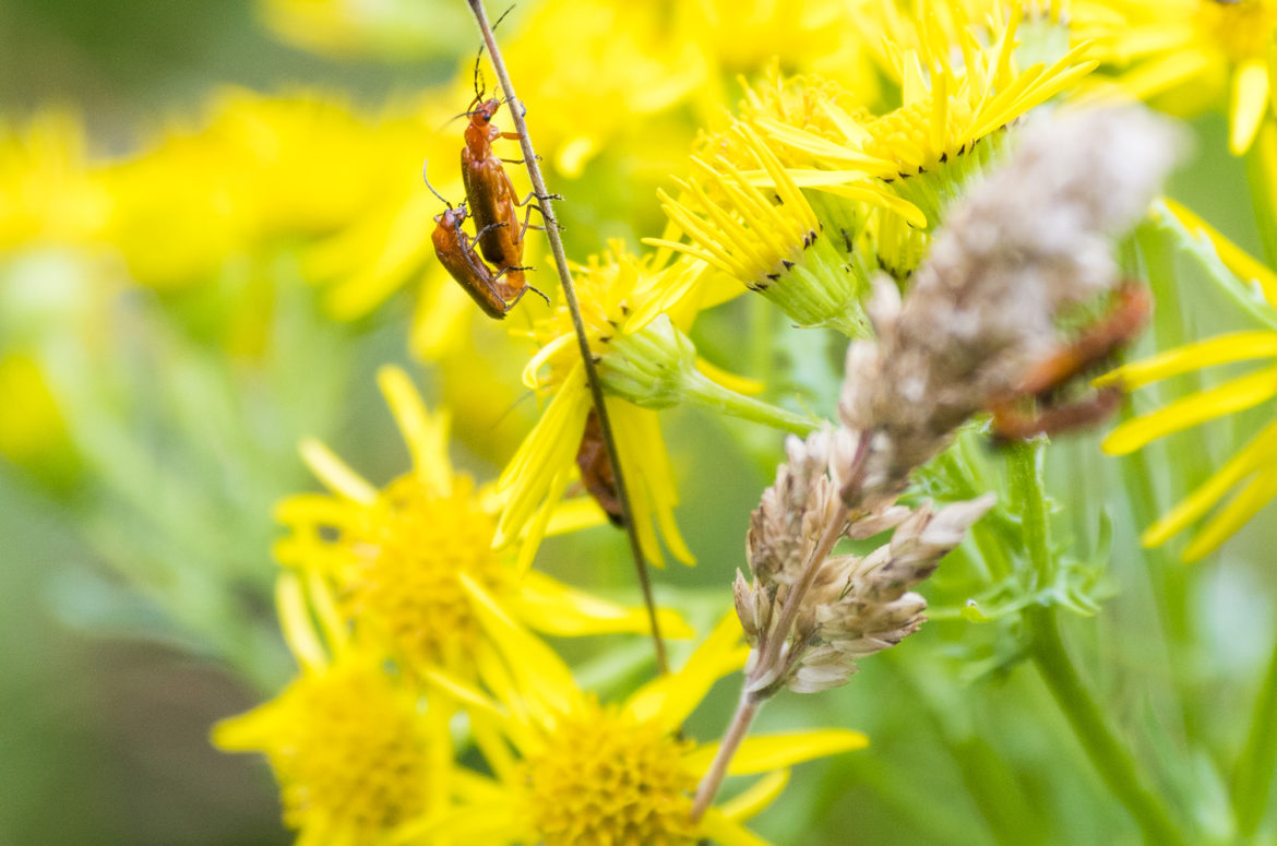 Copulating common red soldier beetles on plants