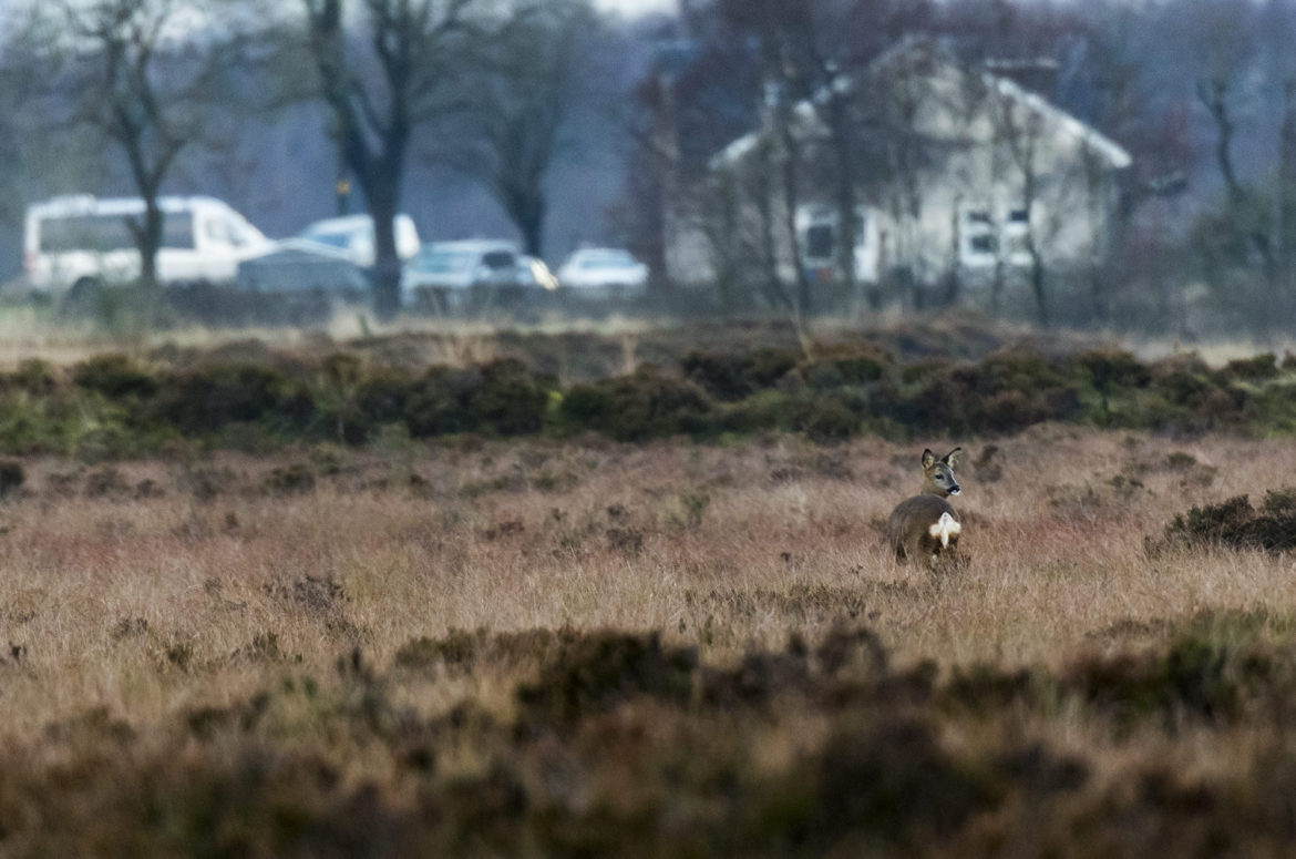 Roe deer looking over its shoulder with a house and cars behind it in the distance