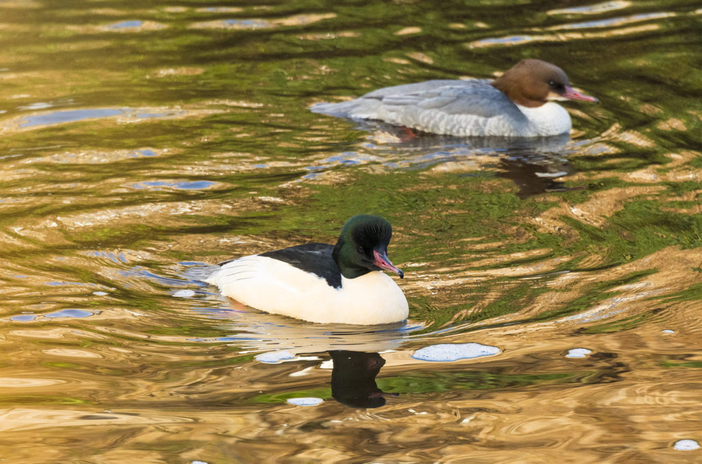 Photo of a pair of goosanders gliding along a river
