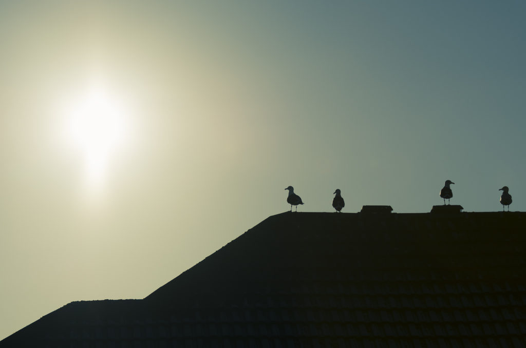 Photo of lesser black-backed gulls silhouetted on the roof of a house