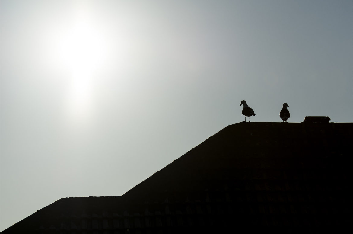 Photo of lesser black-backed gulls silhouetted on the roof of a house