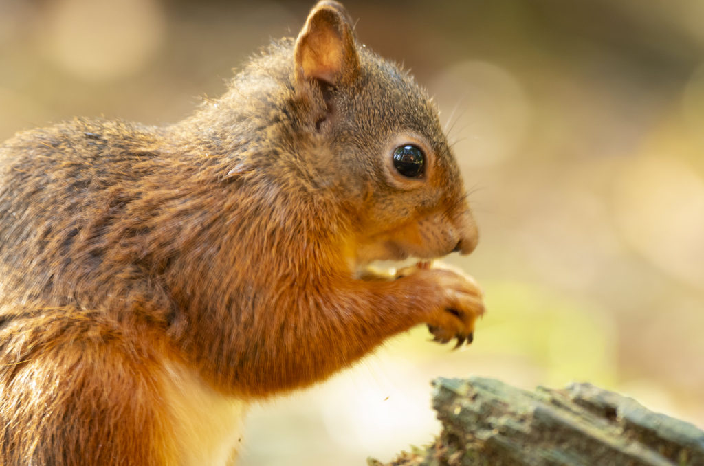 Photo of a red squirrel eating a nut