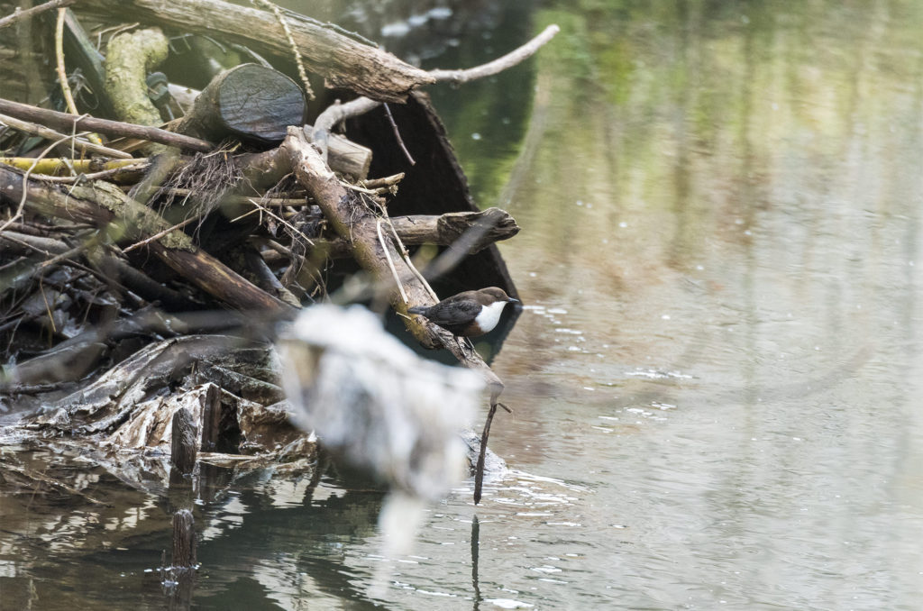 Photo of a dipper perched on a log above a river