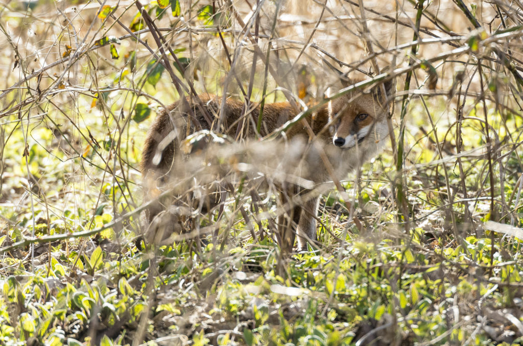 Photo of a red fox partially obscured by branches