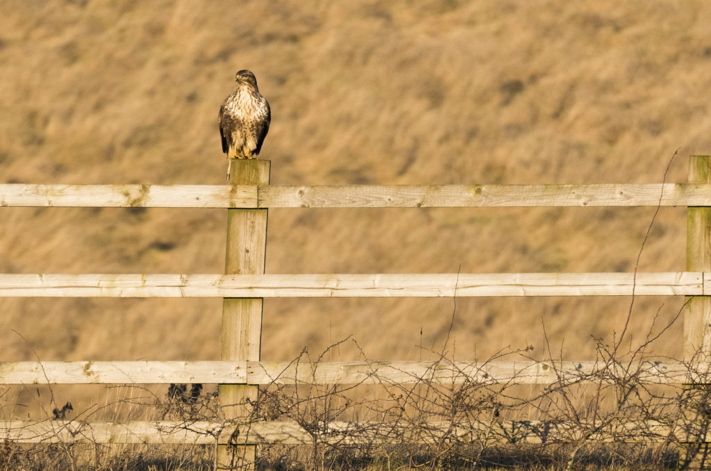 Photo of a common buzzard perched on a fence