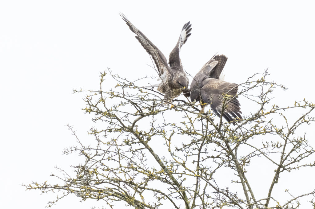 Photo of two buzzards perched in a bare tree