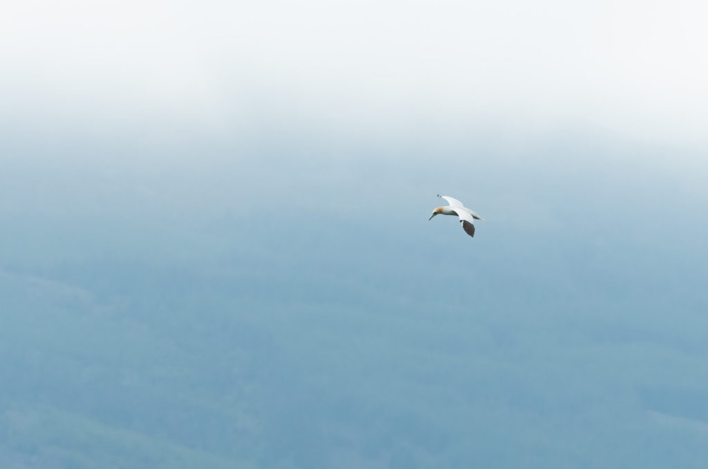 Photo of a Northern gannet in flight