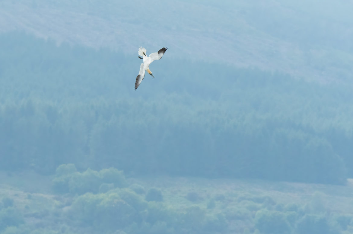 Photo of a Northern gannet preparing to dive