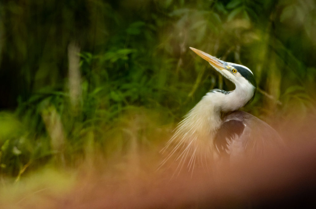 Photo pf a grey heron looking upwards