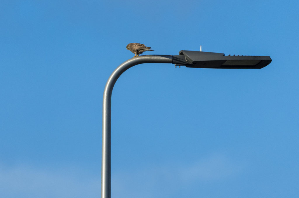 Photo of female kestrel perched on motorway light