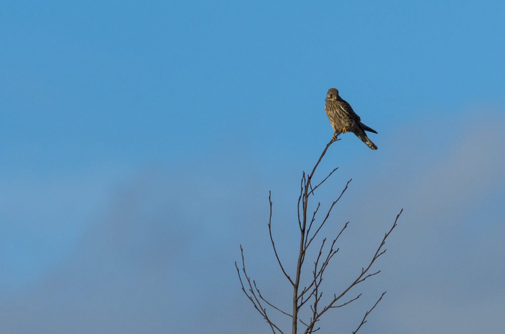 Photo of female kestrel perched in bare tree