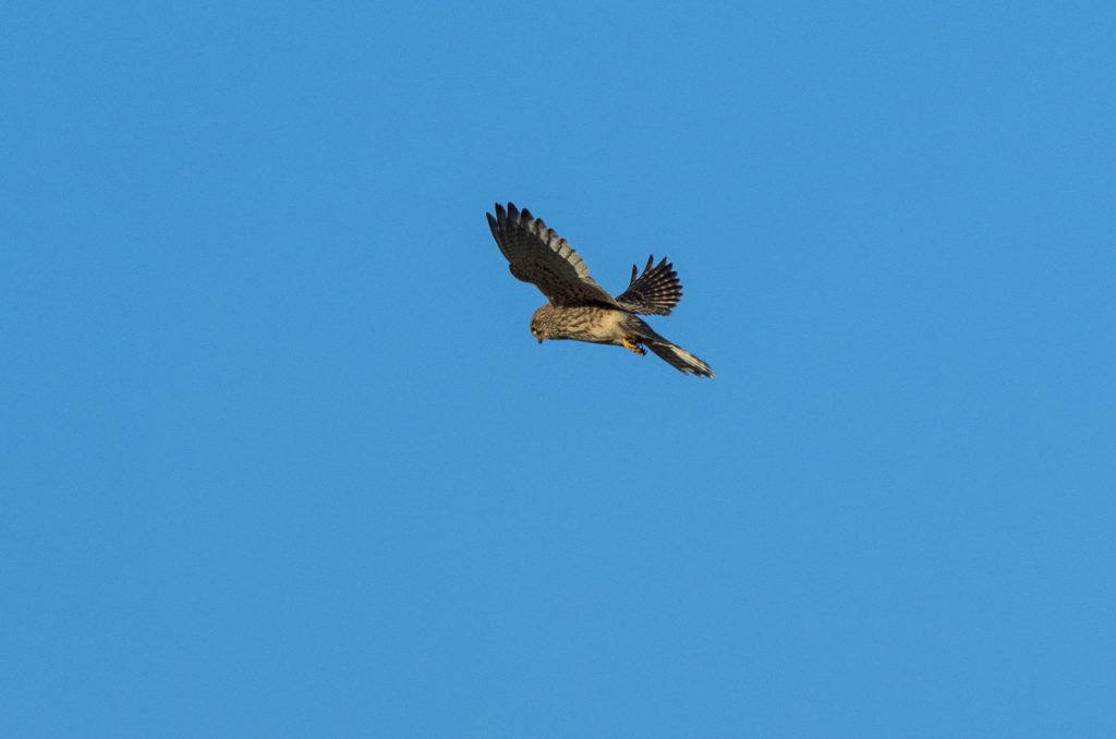 Photo of a hovering female kestrel against bright blue sky