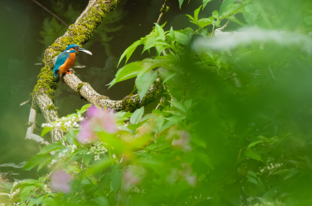 Photo of a kingfisher perched on a branch