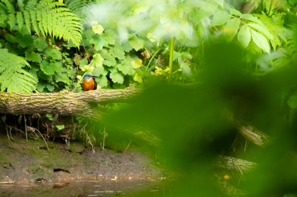 Photo of a kingfisher perched on a branch