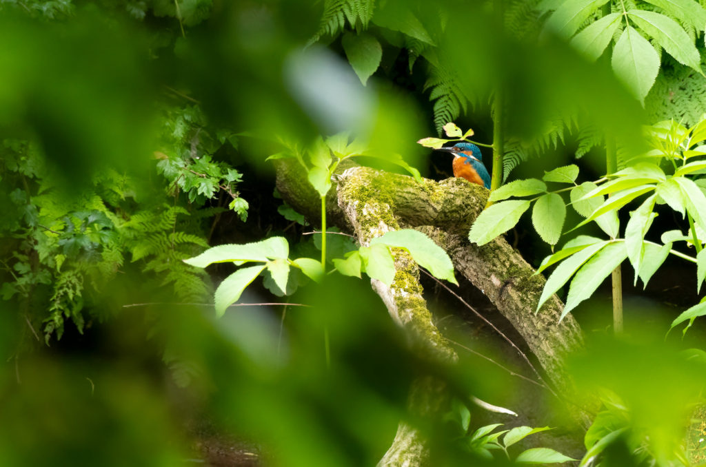 Photo of a kingfisher perched on a branch