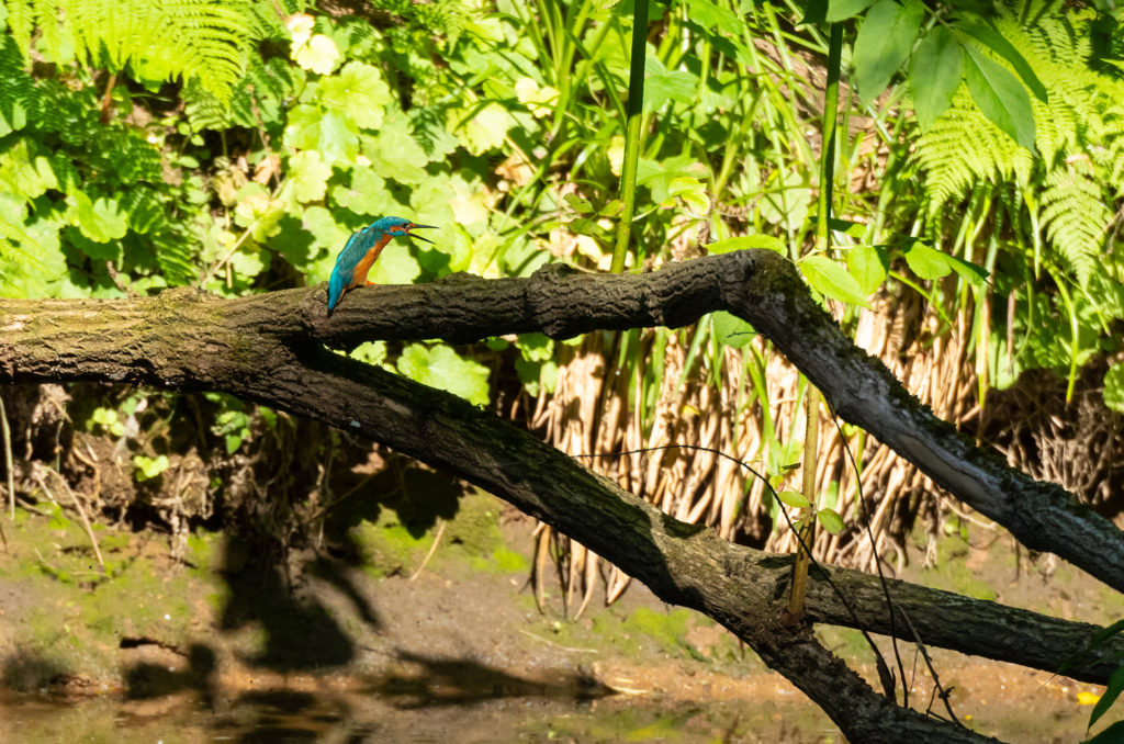 Photo of a kingfisher perched on a branch