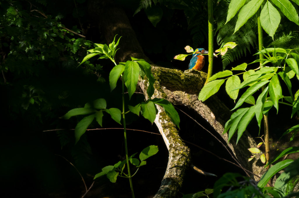 Photo of a kingfisher perched on a branch