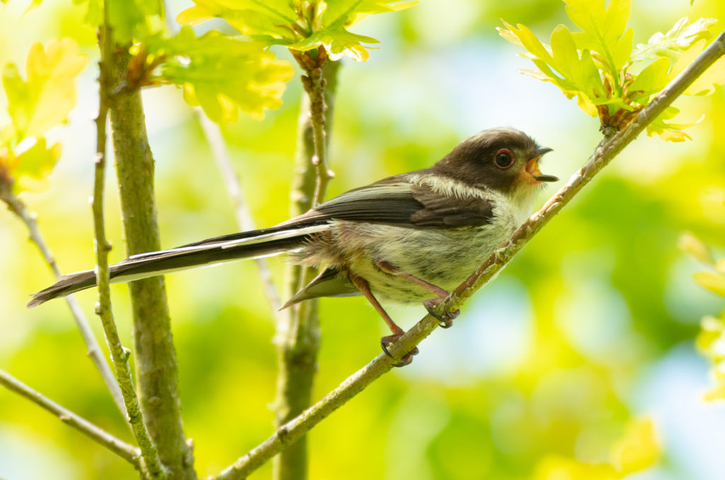 Photo of a fledgling long-tailed tit in a tree with beak open