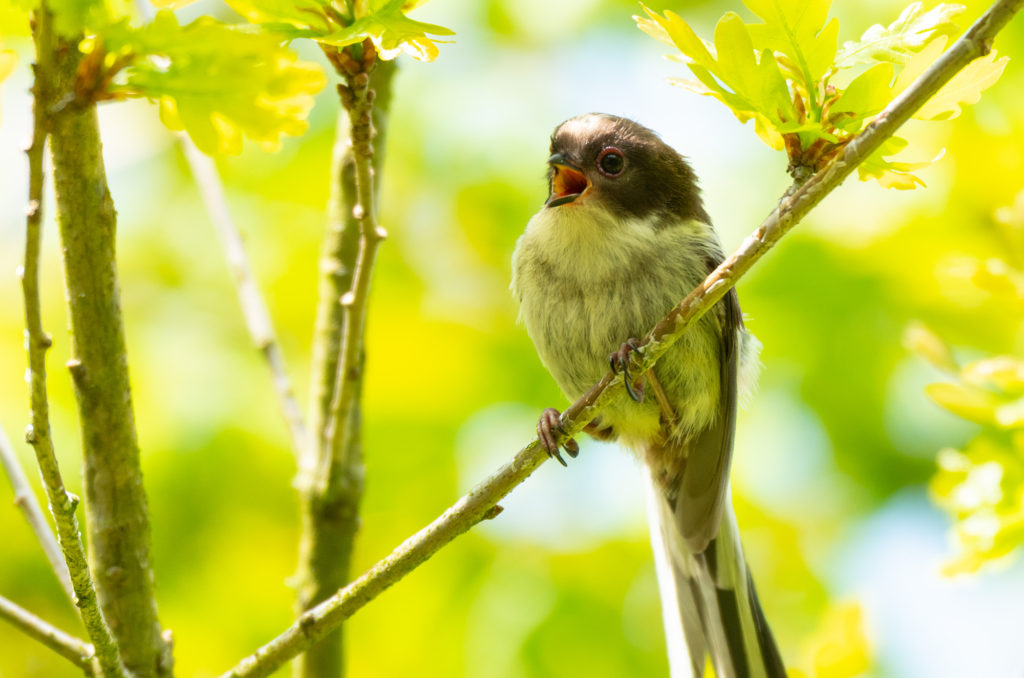 Photo of a fledgling long-tailed tit in a tree with beak open