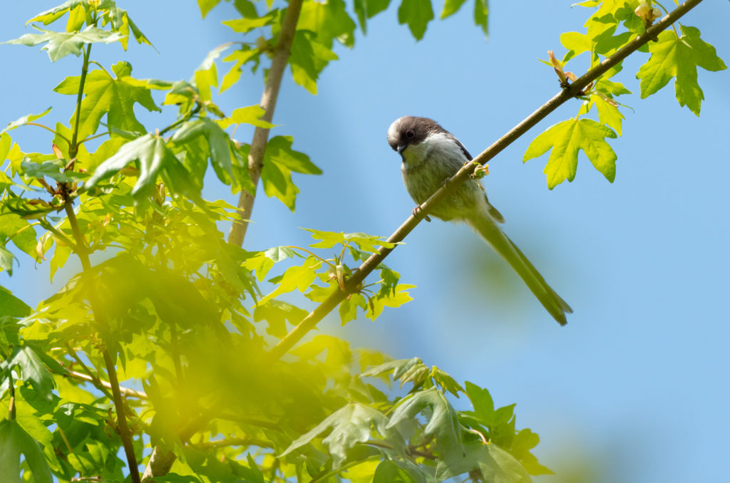 Photo of a fledgling long-tailed tit in a tree