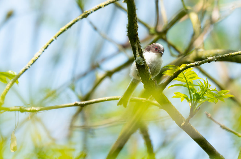 Photo of a fledgling long-tailed tit in a tree
