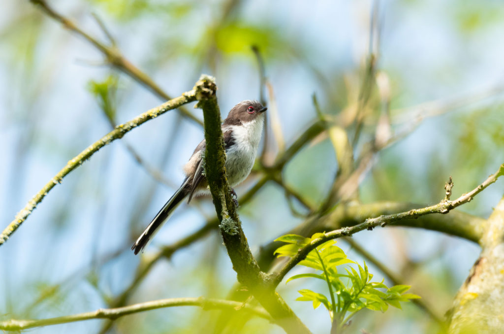 Photo of a fledgling long-tailed tit in a tree