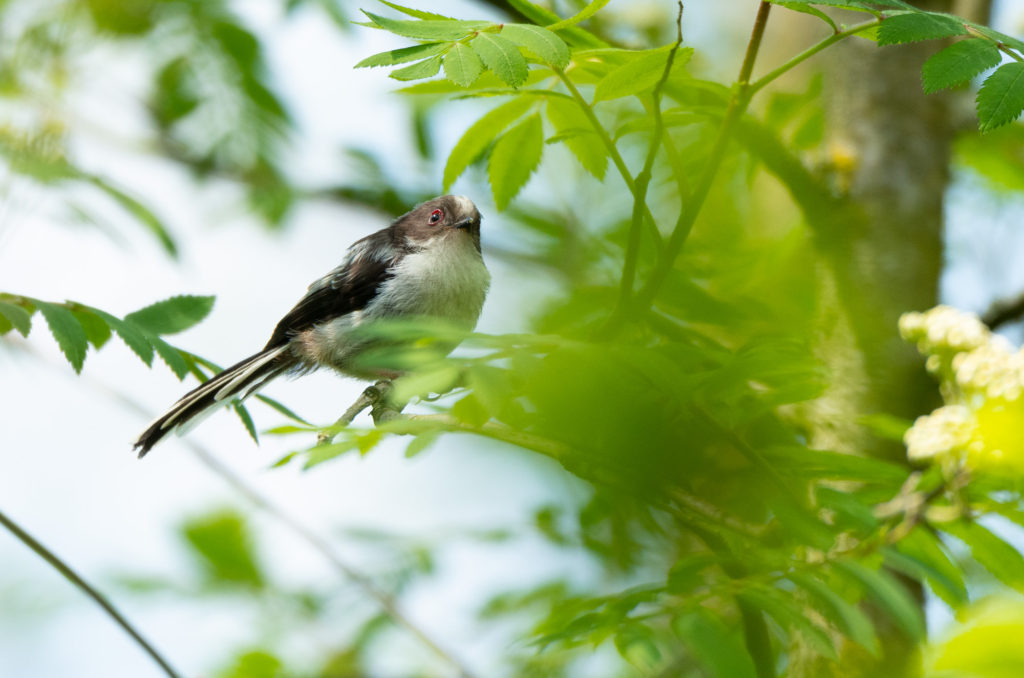 Photo of a fledgling long-tailed tit in a tree