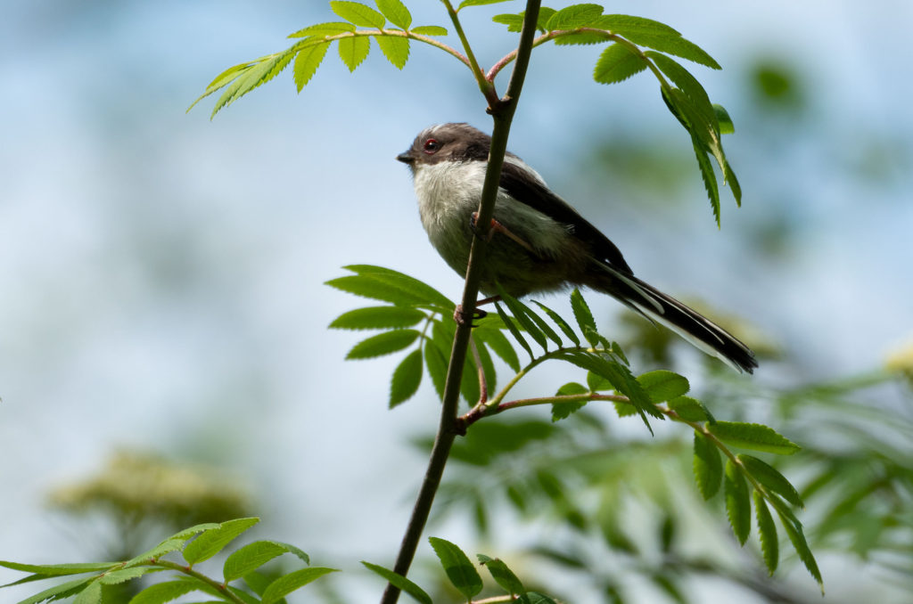 Photo of a fledgling long-tailed tit in a tree