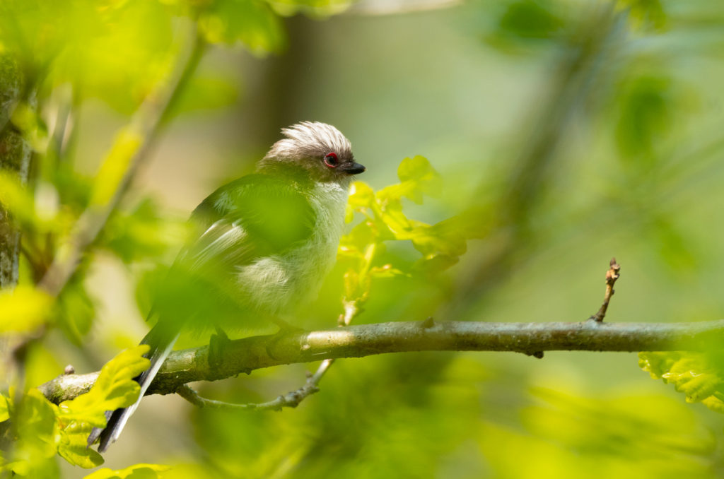 Photo of a fledgling long-tailed tit in a tree