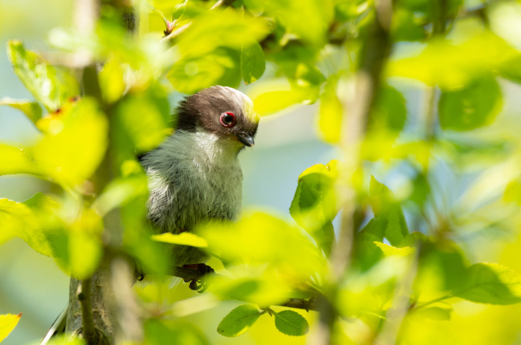 Photo of a fledgling long-tailed tit in a tree