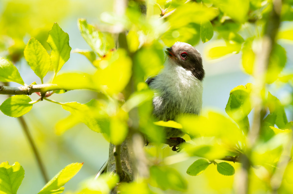 Photo of a fledgling long-tailed tit in a tree