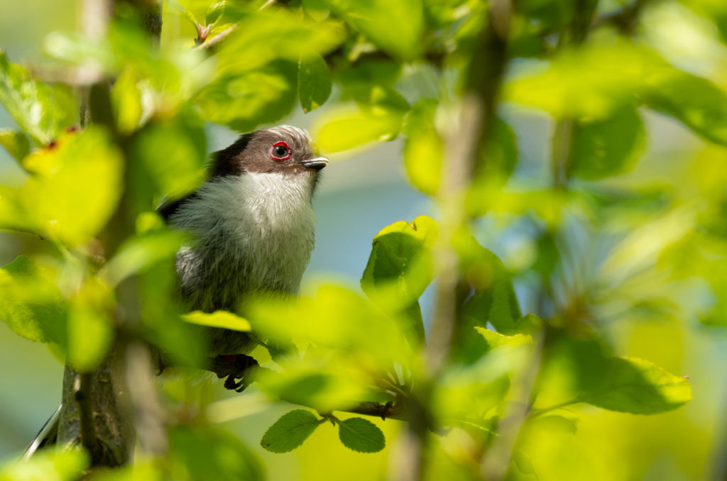 Photo of a fledgling long-tailed tit in a tree