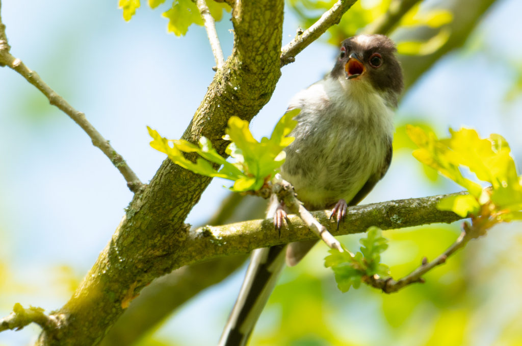 Photo of a fledgling long-tailed tit in a tree with beak open