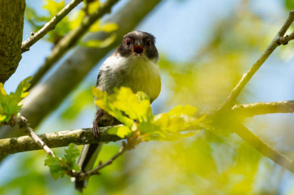 Photo of a fledgling long-tailed tit in a tree with beak open