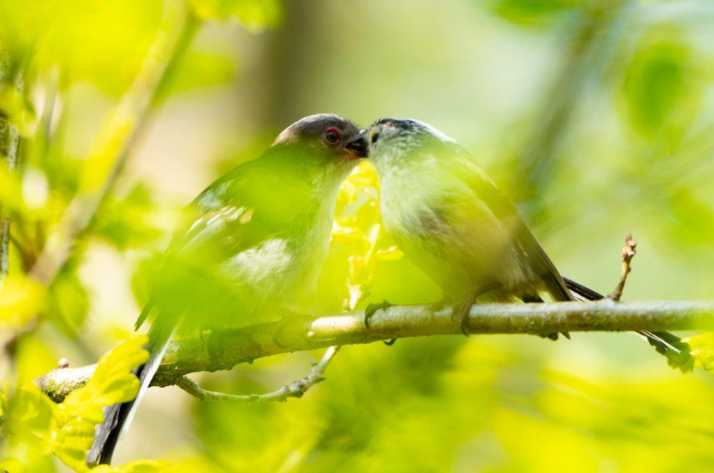 Photo of an adult long-tailed tit feeding a fledgling in a tree