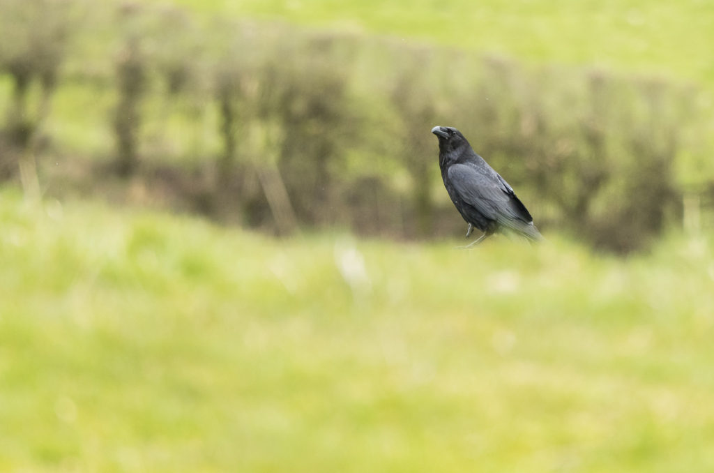 Photo of a raven in a field
