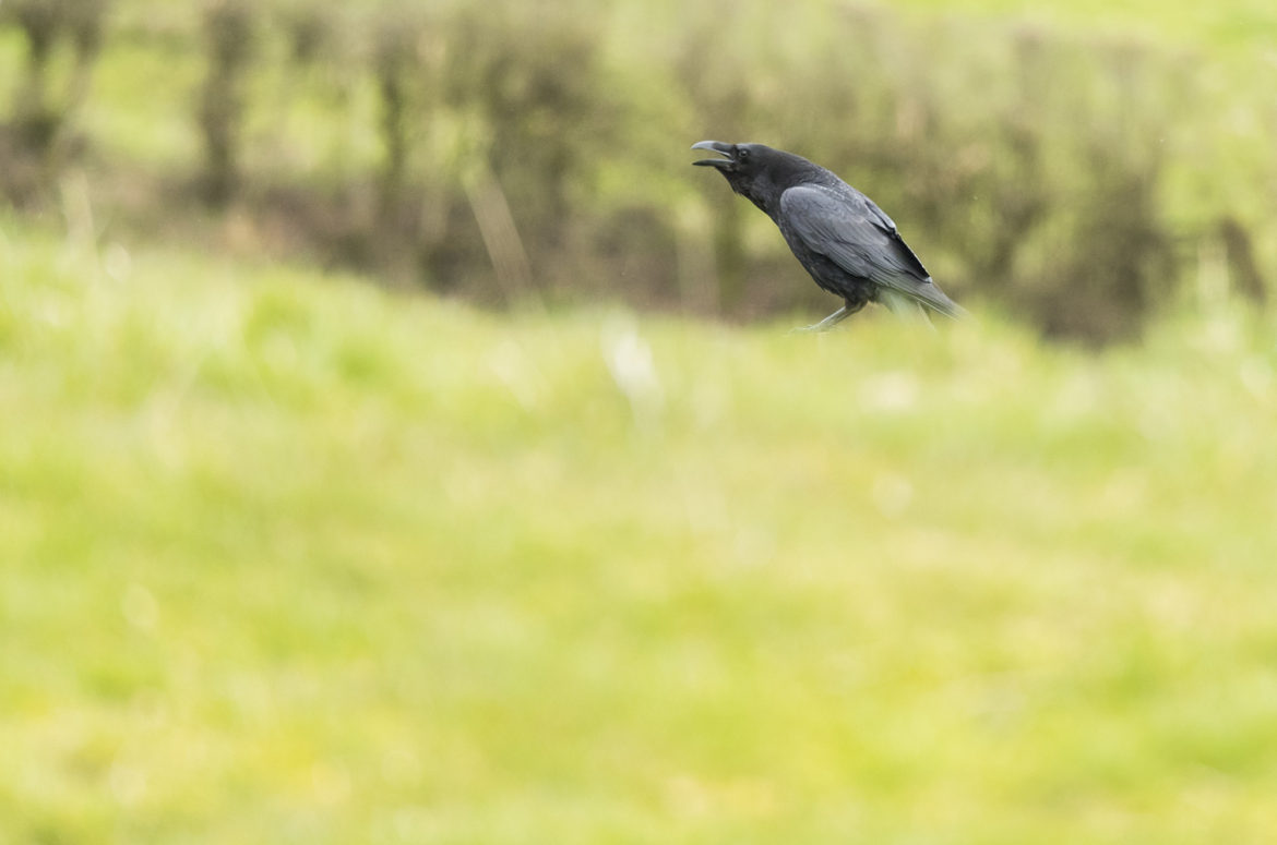 Photo of a raven calling in a field