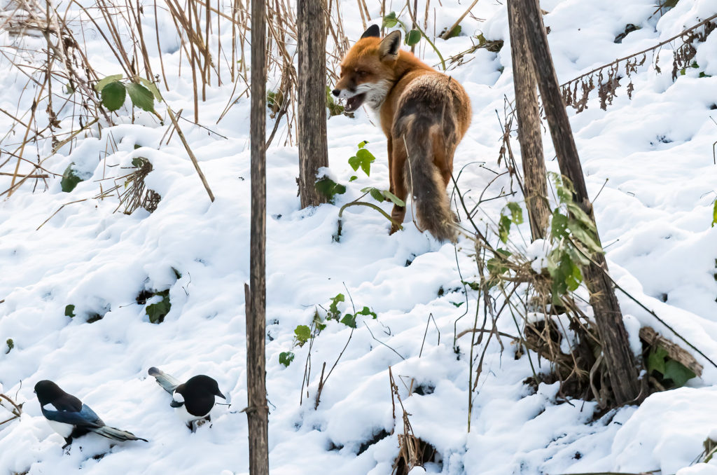 Photo of a red fox standing in deep snow near two magpies
