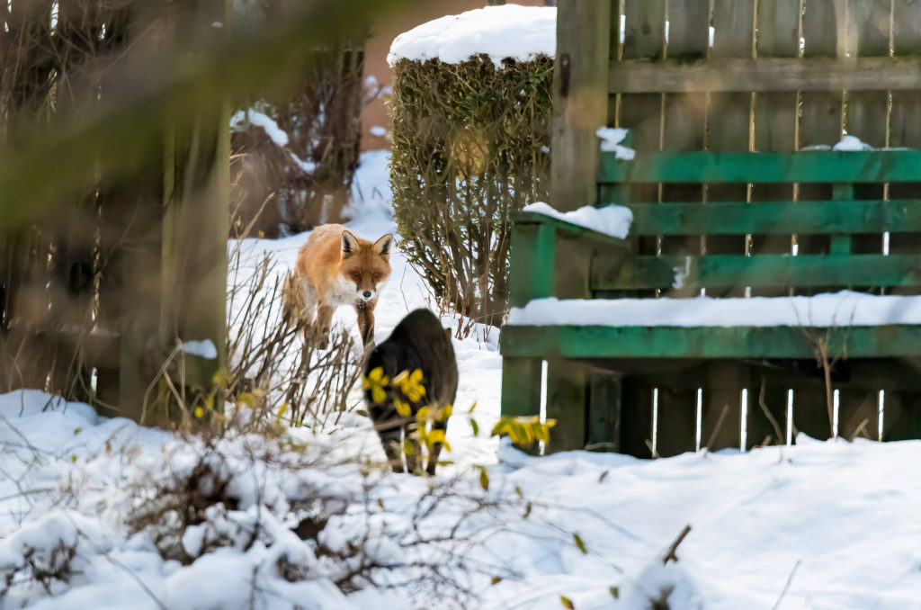 Photo of a red fox facing a cat in deep snow