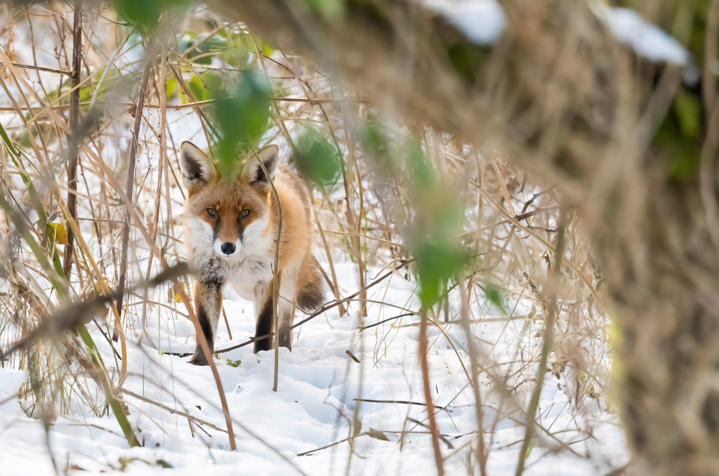 Photo of a red fox standing in deep snow